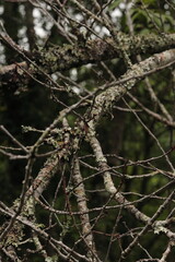 close up of a branch of a tree