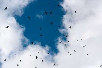 cielo uccelli  nuvole 