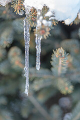 Icicles hanging from a branch of an evergreen tree.
Winter nature background.