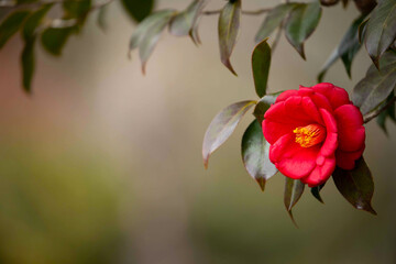 Blooming Camelia Close-Up on a Gloomy Day