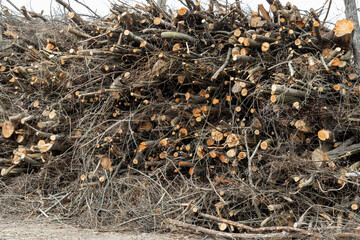 Large pile of pruned bare tree branches stacked near a road . Annual seasonal pruning of city trees.