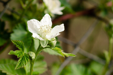 Raspberry flowers blooming in the bush. 