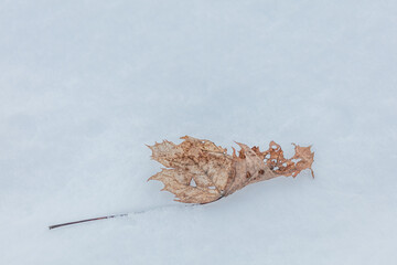 Old dry maple leaf on snow .Winter nature background.
