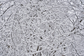 Chaotic thin branches covered with snow