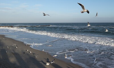 Many seagulls fly over the sea coast of Odessa in the off-season