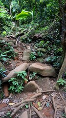 the Morne Blanc Nature Trail, Mahe Island, Seychelles, October