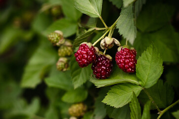 Raspberries growing in the bush.