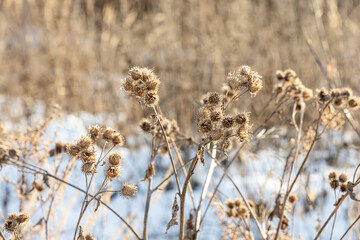 Group of orange prickly fruits of burdock Arctium is on a gray background in winter