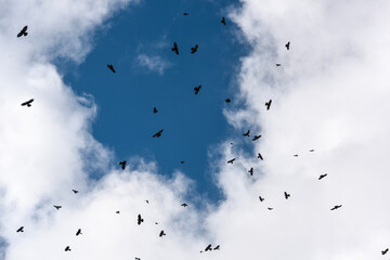 cielo uccelli stormo 