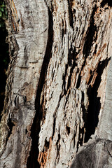 Background olive wood.Texture pattern