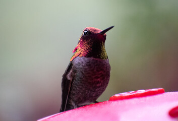 Closeup of Male Anna's Hummingbird at feeder. These birds are native to the Pacific Coast of North America.