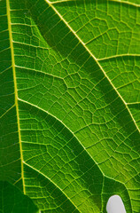 Leaf vein pattern on a fig leaf