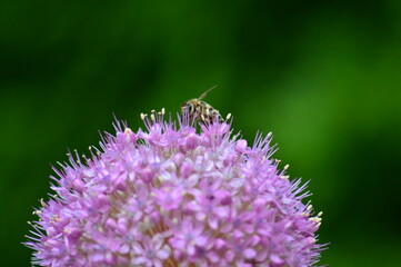 Bee on the flower