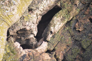 Nest in the tree