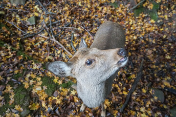 Deer Park in Nara Autumn Japan Stock Photo Stock Images Stock Pictures