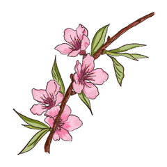 A branch of a cherry tree with beautiful delicate flowers and leaves on a white background. Illustration of spring blooming cherry twig with pink flowers. Isolated element for print, invitation cards.