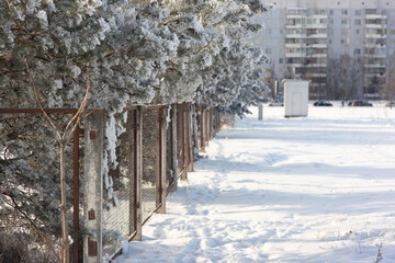 fence and pine trees in the snow near the city