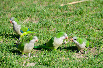 Monk parrot. Invasive exotic bird in Europe and North America. Myiopsitta monachus.