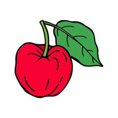 Acerola fruit and leaves. Barbados cherry. Hand drawn vector illustration.