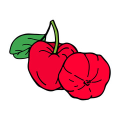 Acerola fruit and leaves. Barbados cherry. Hand drawn vector illustration.