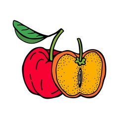 Acerola fruit and leaves. Barbados cherry. Hand drawn vector illustration.