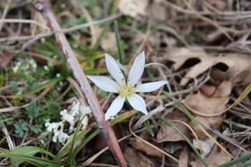 snow on the grass