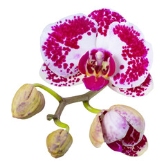 pink flower phalaenopsis orchid isolated on white background