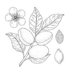 Apricot fruits. Hand drawn linear set with fruit, branch, flower, kernel. Vector illustration. Outline image isolated on white background.