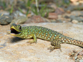 A young specimen of ocellated lizard on a very aggressive stone. Timon lepidus. 