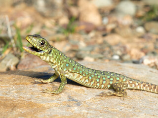 A young specimen of ocellated lizard on a very aggressive stone. Timon lepidus. 