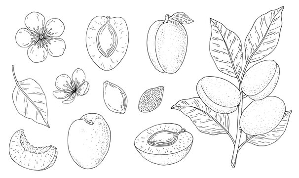 Apricot fruits. Hand drawn linear set with fruit, branch, flower, kernel and slice. Vector illustration. Outline image isolated on white background.