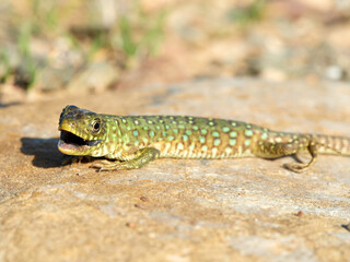 A young specimen of ocellated lizard on a very aggressive stone. Timon lepidus. 