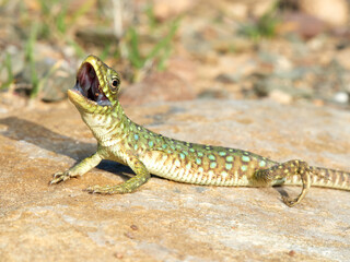 A young specimen of ocellated lizard on a very aggressive stone. Timon lepidus. 
