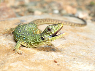 A young specimen of ocellated lizard on a very aggressive stone. Timon lepidus. 