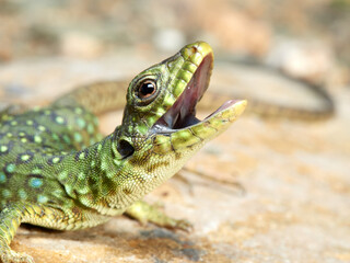 A young specimen of ocellated lizard on a very aggressive stone. Timon lepidus. 
