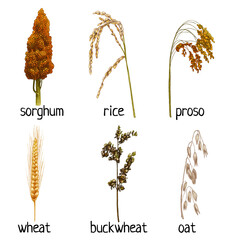 Set ears with grain and leaf. Vector color vintage hand drawn hatching illustration