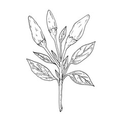 Chili Pepper. Hot mexican spices. Hand drawn sketch. Vector drawing isolated on white background.