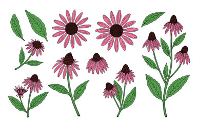 Echinacea purpurea herb. Purple flowers and leaves. Aurvedic and Medical  immunostimulant plant. Hand drawn vector sketch illustration isolated on white background.