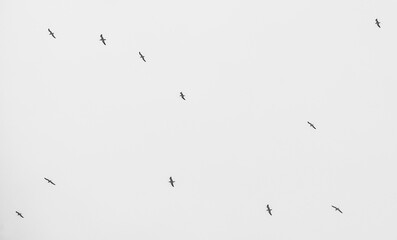 Seagulls in the sky, graphics, their positions on a white background form a figure resembling the constellation of the Ursa Major