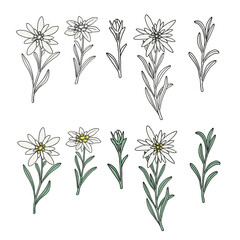 Edelweiss flowers set. Mountain adventure plant. Hand drawn vector illustration isolated on white background.