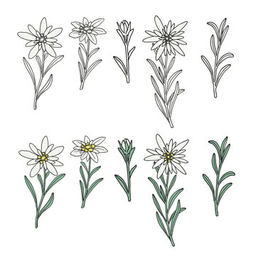 Edelweiss flowers set. Mountain adventure plant. Hand drawn vector illustration isolated on white background.
