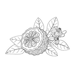 Bergamot, Kaffir lime citrus fruit, leaves, flower. Engraved vintage sketch illustration. Hand drawn vector image isolated on white background.