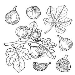 Fig. Set with whole cut fruit, branch and leaves. Drawing in sketch style. Hand drawn vector illustration.