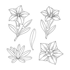 Gentian flower set. Montain wildflower. Hand drawn sketch. Vector drawing isolated on white background.