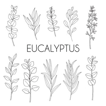 Eucalyptus. Set with branches and leaves. Hand drawn vector illustration in sketch outline style.