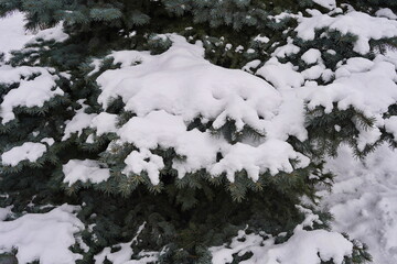 Snow-covered decorative green spruce tree outdoors, winter close-up