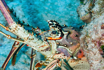 Painted Spiny Lobster hiding under the coral
