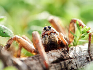 A wolf spider in its natural environment on the grass.