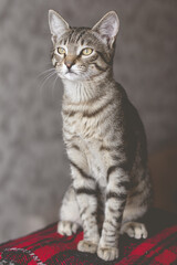 Tabby Cat Funny faces