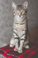 Tabby Cat Funny faces